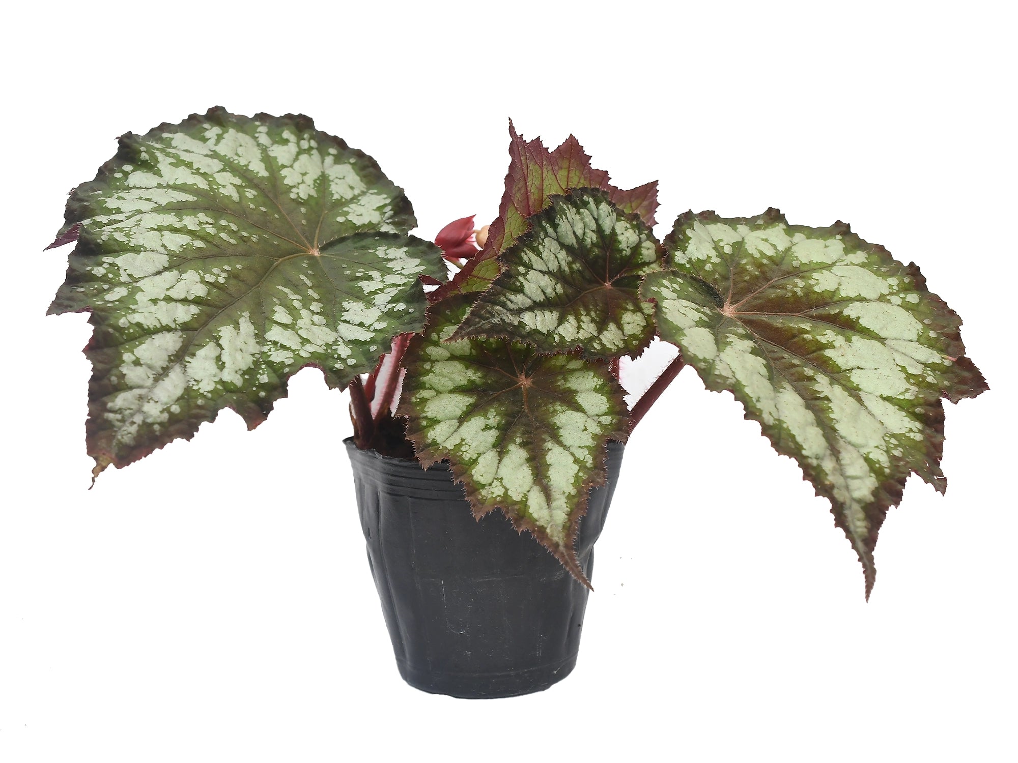 Begonia rex caracol