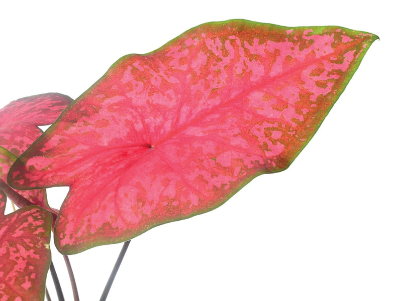 Caladium Blusher