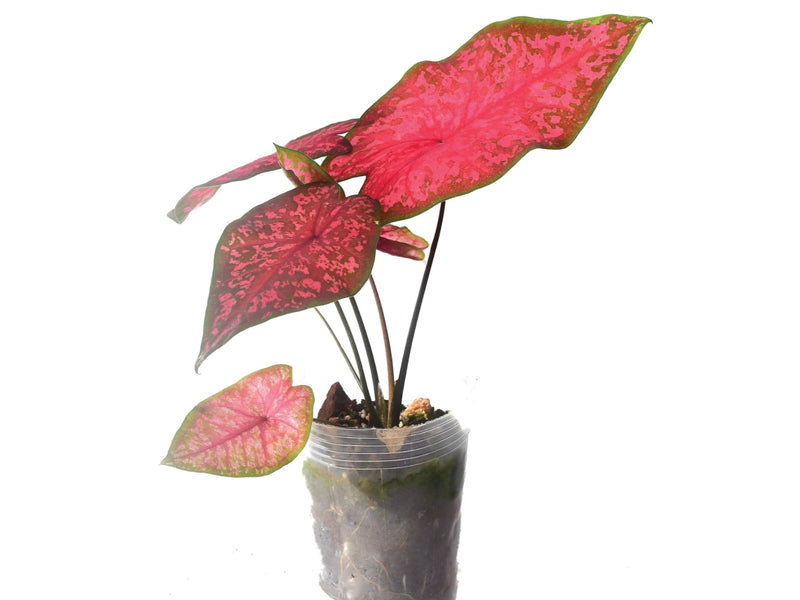 Caladium Blusher
