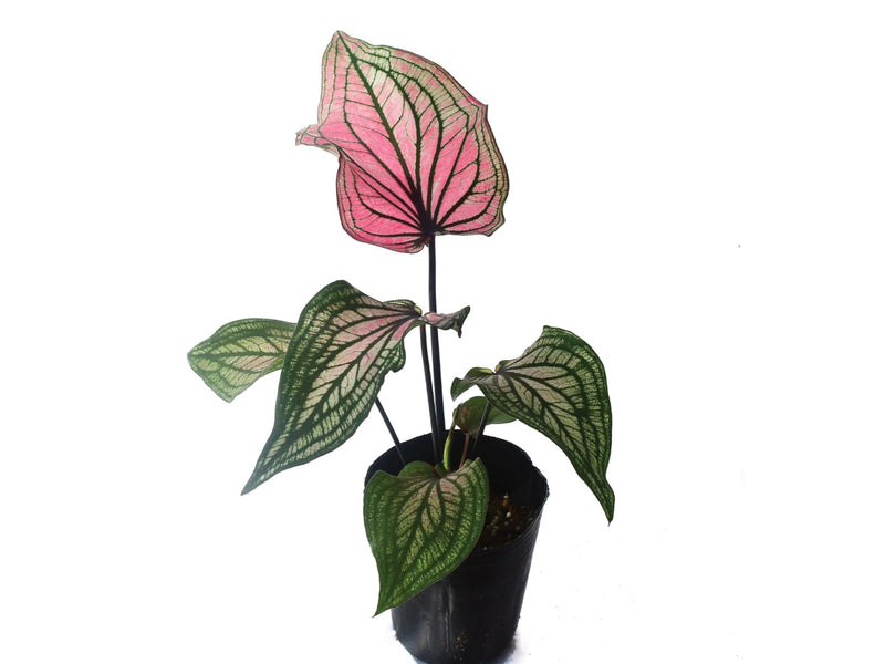 Caladium Lucia
