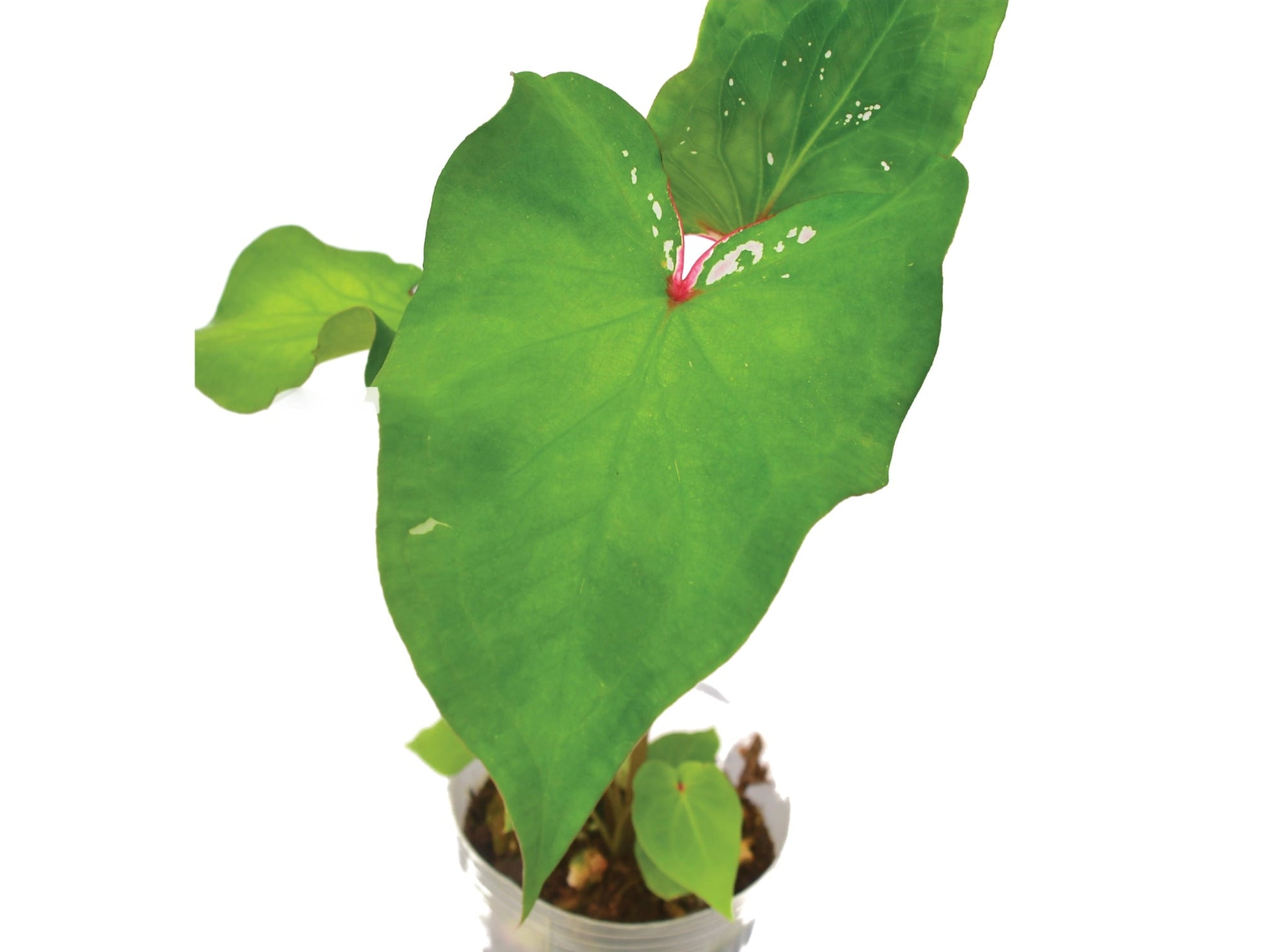 Caladium Lush Peach