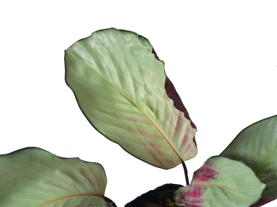 Calathea Pink Aurora