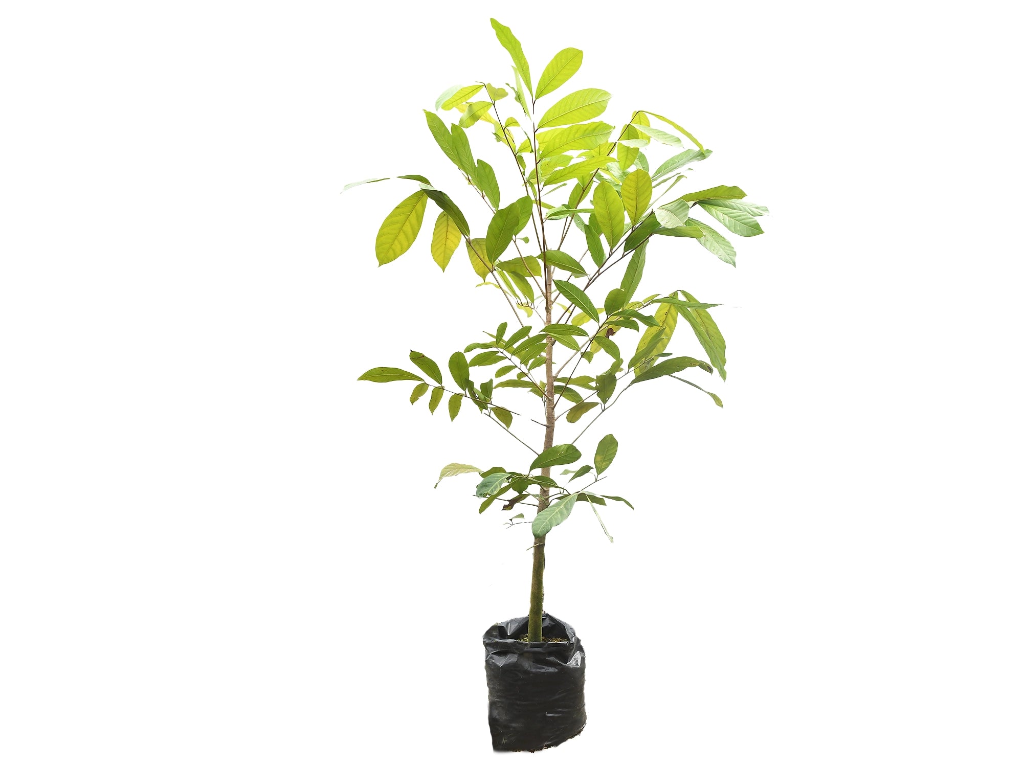Carapa guianensis