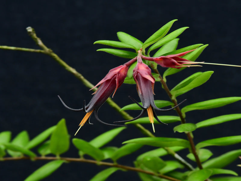 Ceratostema doucettei — Ecuagenera Orquídeas del Ecuador Ceratostema doucettei — Ecuagenera Orquídeas del Ecuador