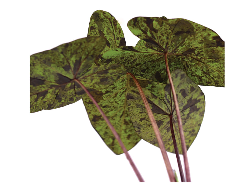 Colocasia esculenta 'mojito'