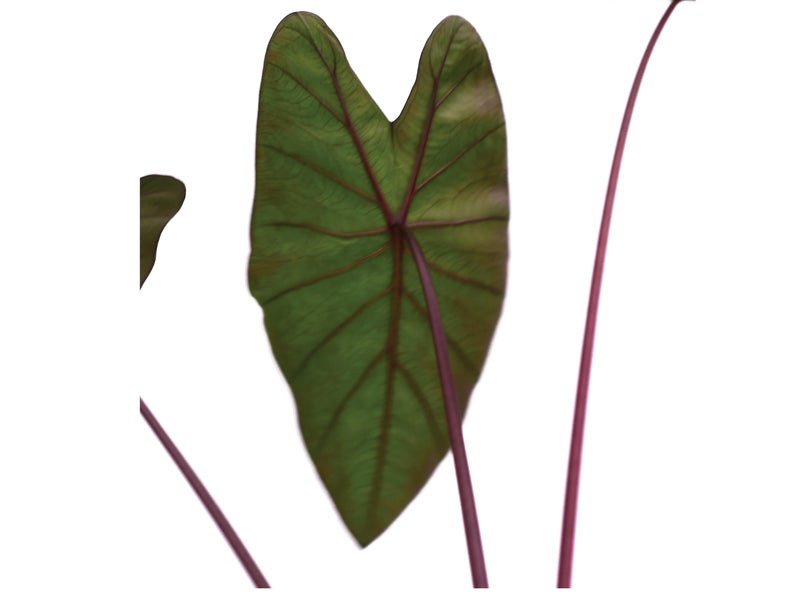 Colocasia esculenta 'Black Diamond'