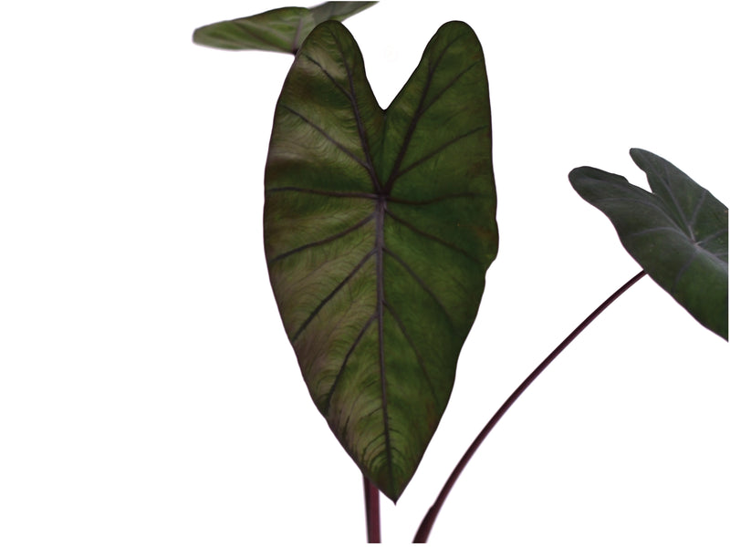 black diamond elephant ear plant Colocasia esculenta 'Black Diamond' — Ecuagenera Orquídeas del Ecuador