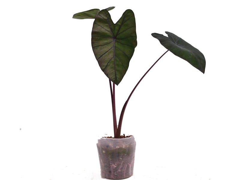 black diamond succulent Colocasia esculenta 'Black Diamond' — Ecuagenera Orquídeas del Ecuador