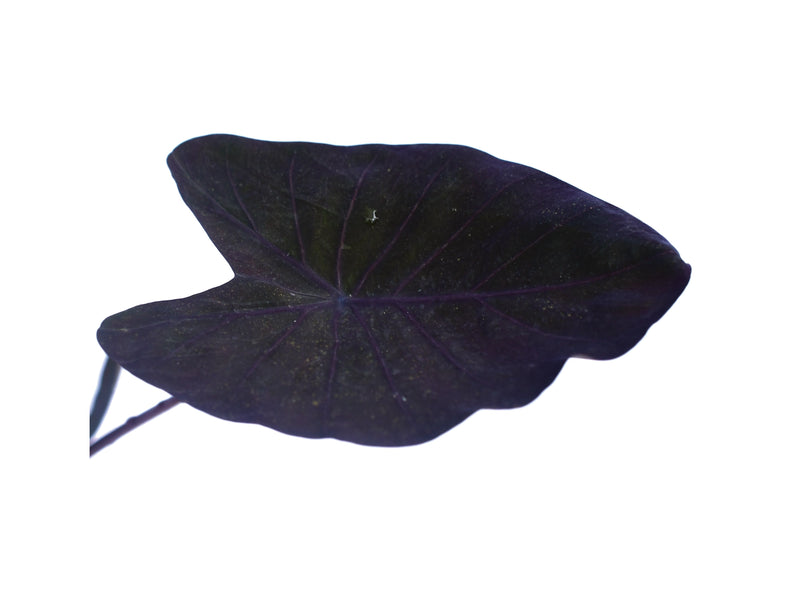 Colocasia esculenta 'Black Magic'