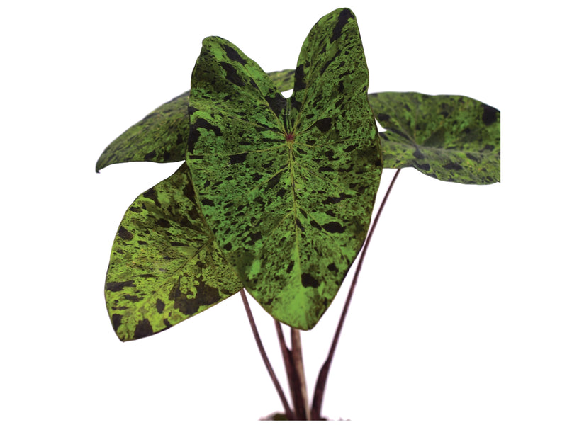 Colocasia esculenta 'mojito'