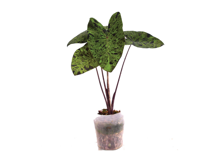 Colocasia esculenta 'mojito'