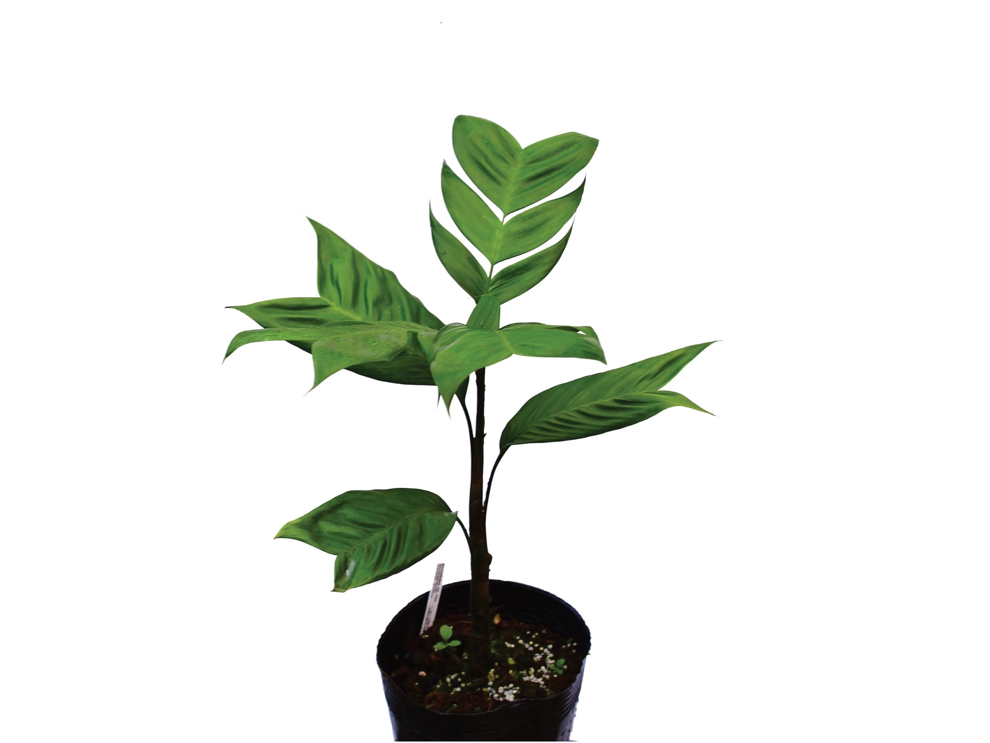 Geonoma stricta