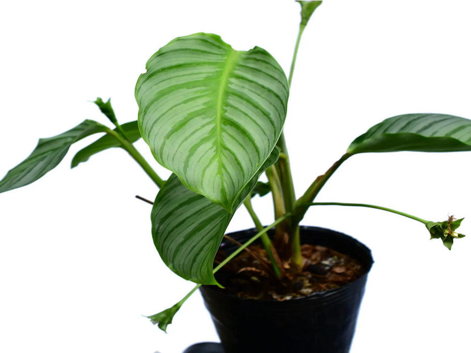 Goeppertia fucata 'green platinum'