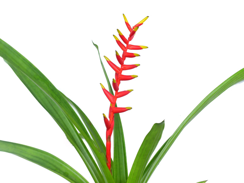 Guzmania sprucei