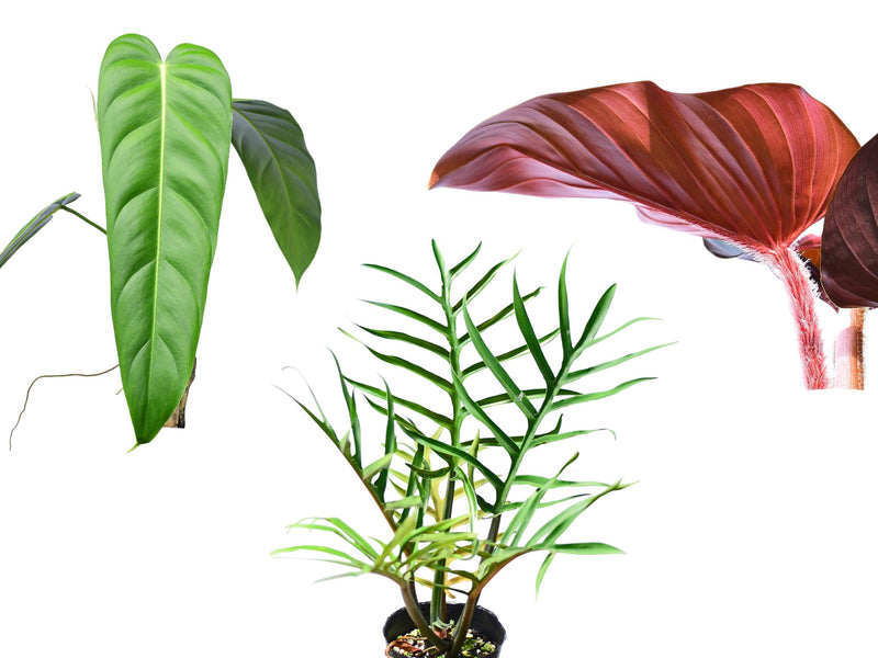 Philodendron Bundle