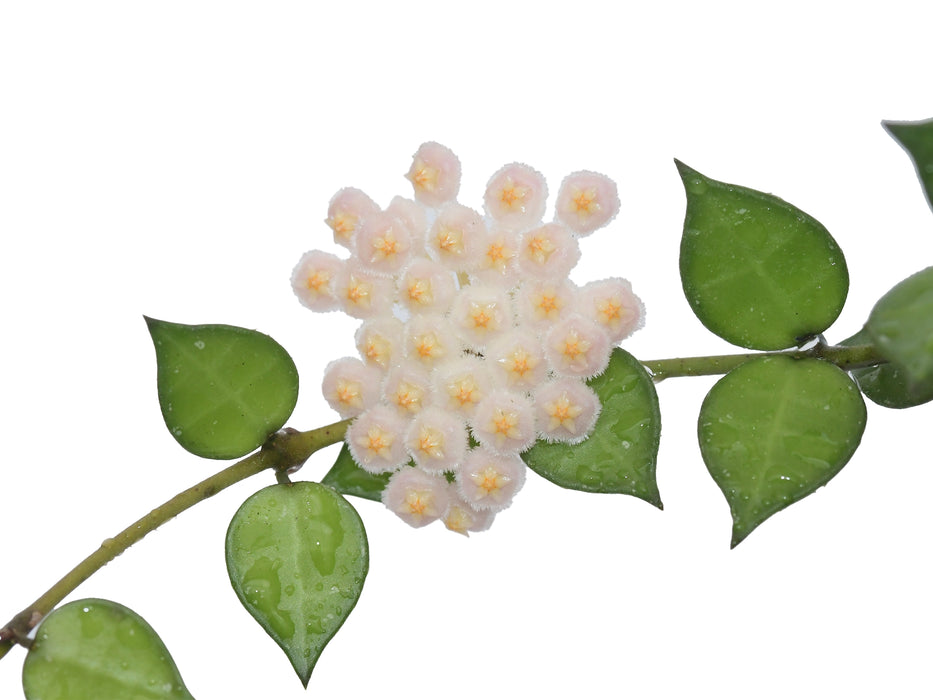 Hoya lacunosa