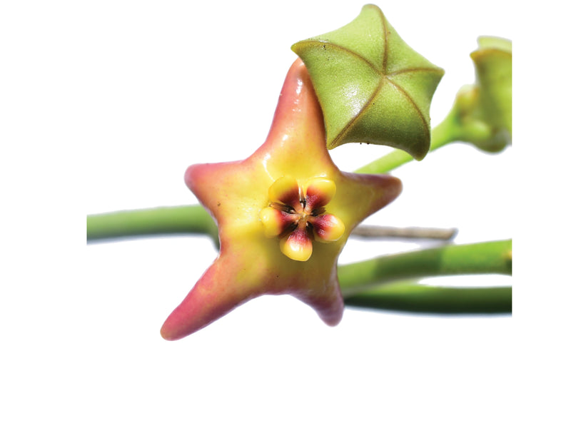 Hoya affinis
