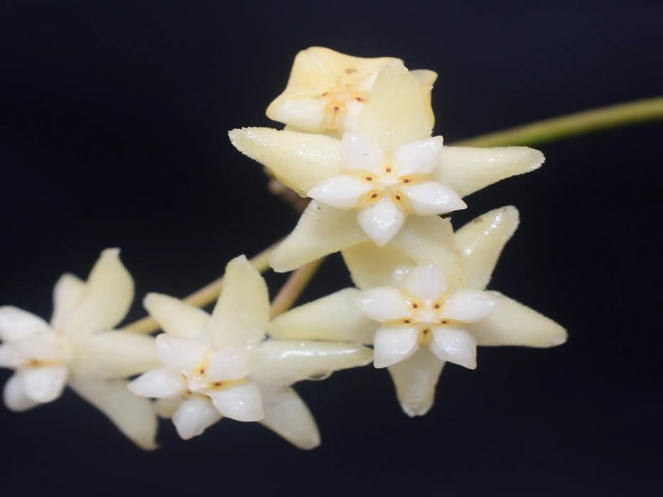 Hoya cagayanensis