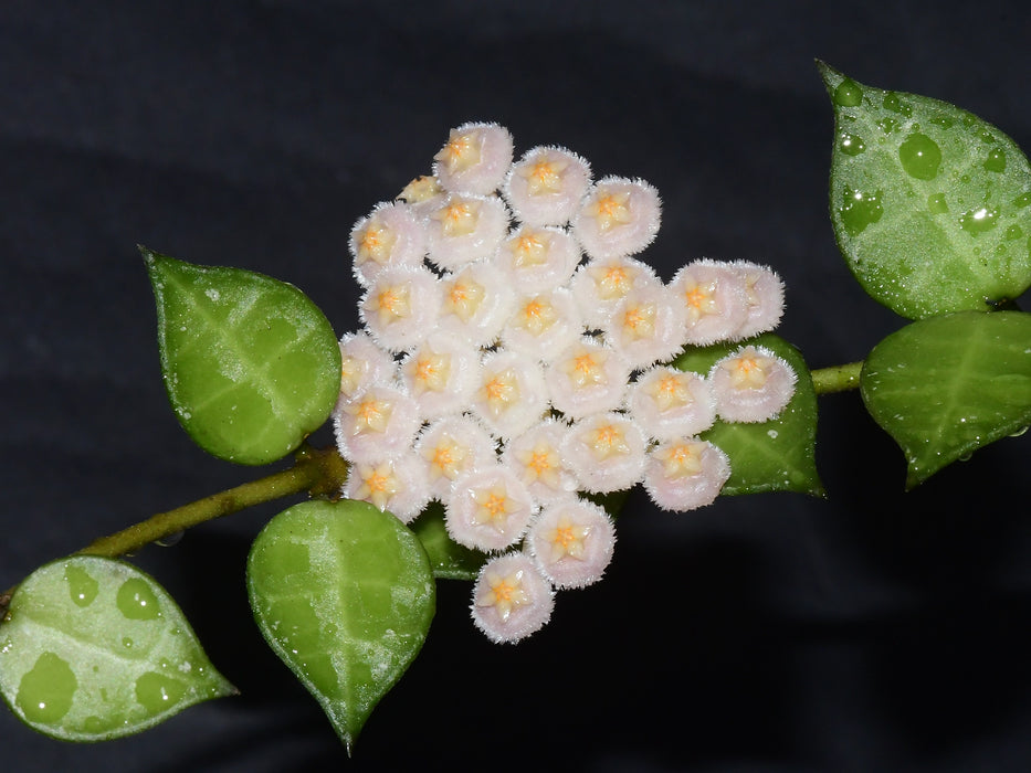 Hoya lacunosa