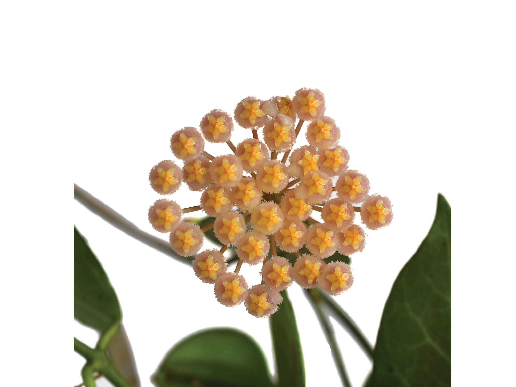 Hoya obscura