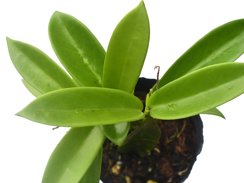 Hoya pubicalyx 'White Dragon'