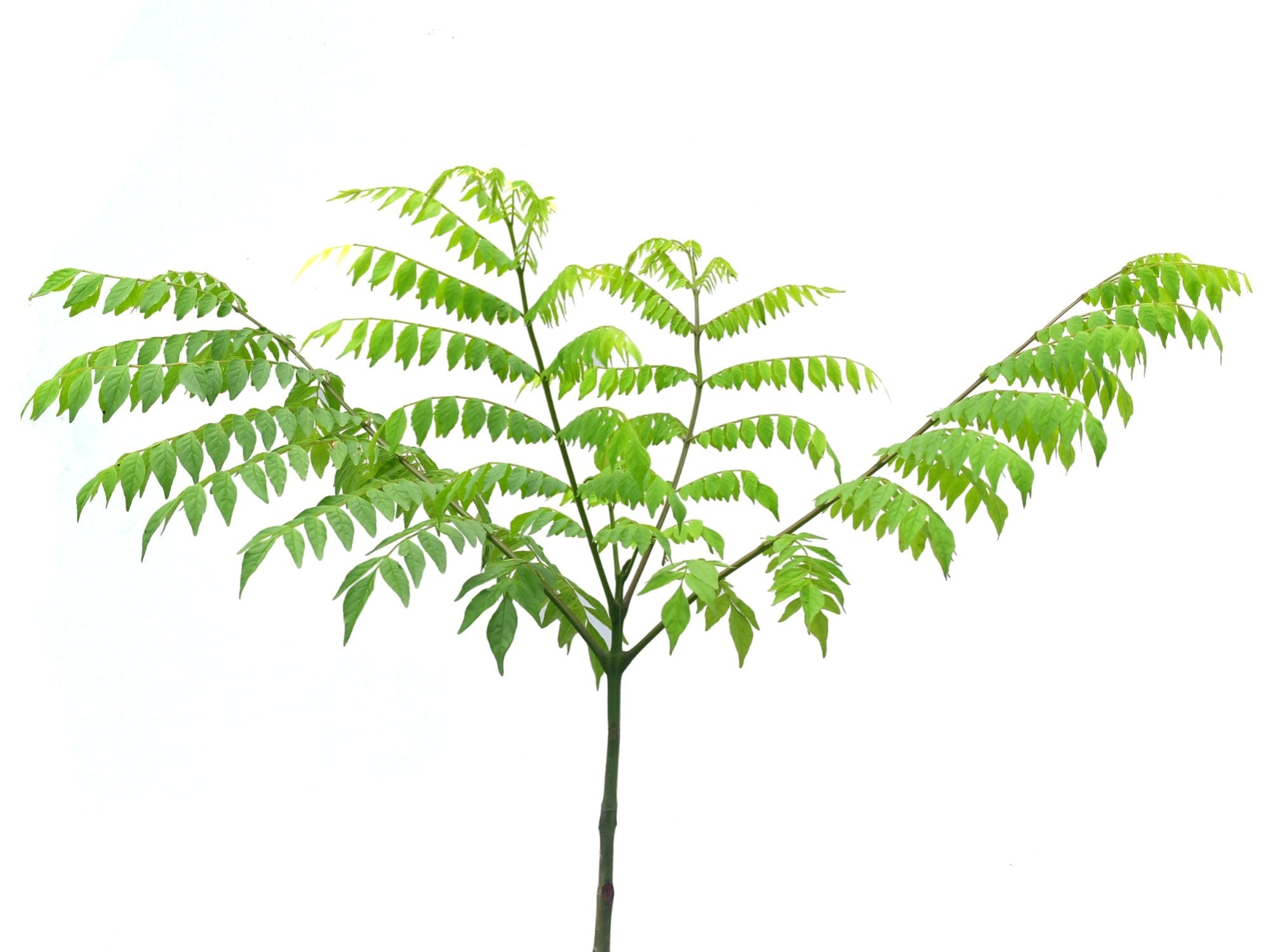 Jacaranda copaia