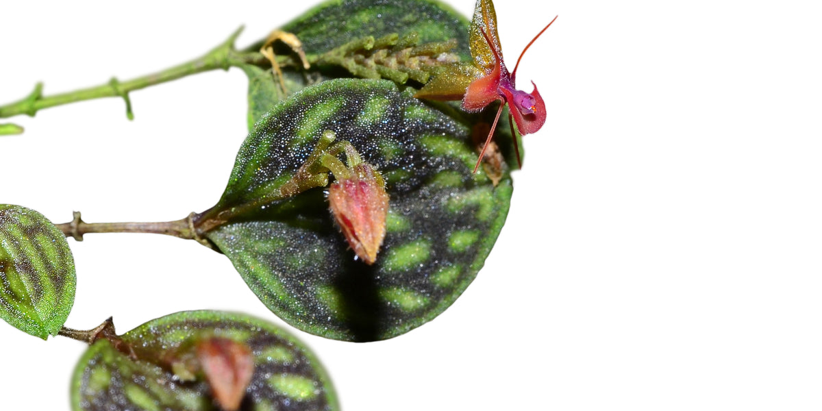 lepanthes_barbelifera..