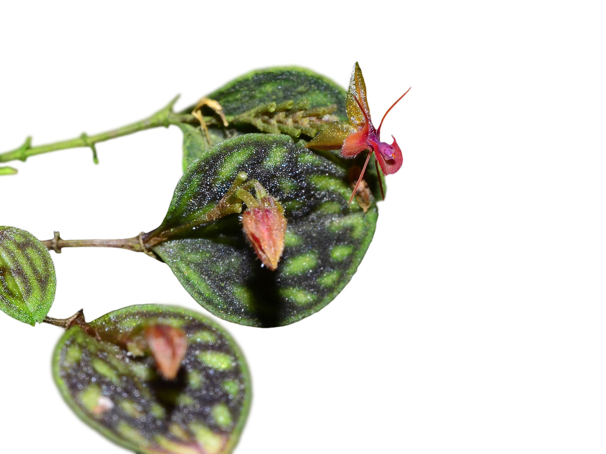lepanthes_barbelifera..