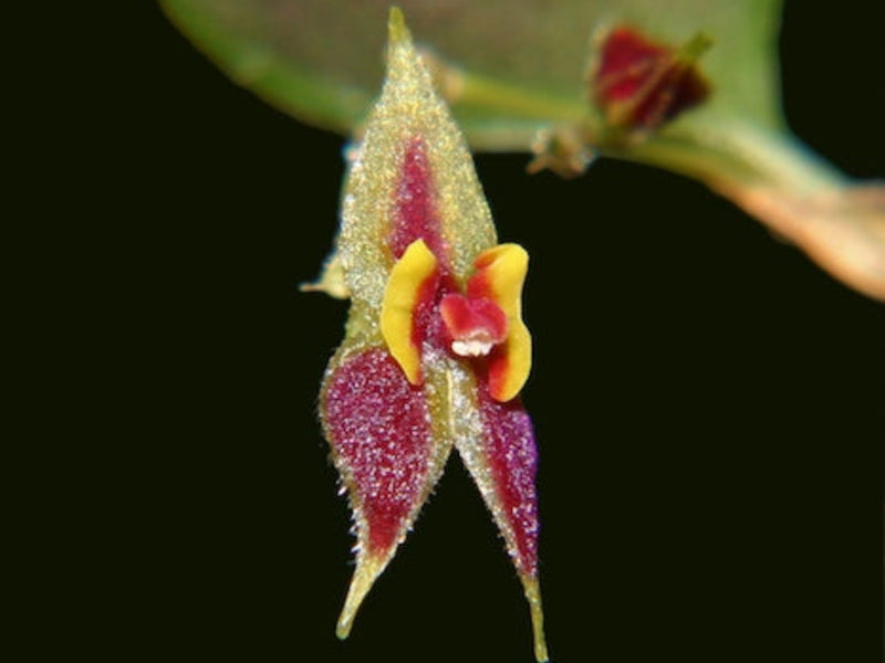 Lepanthes gemmula