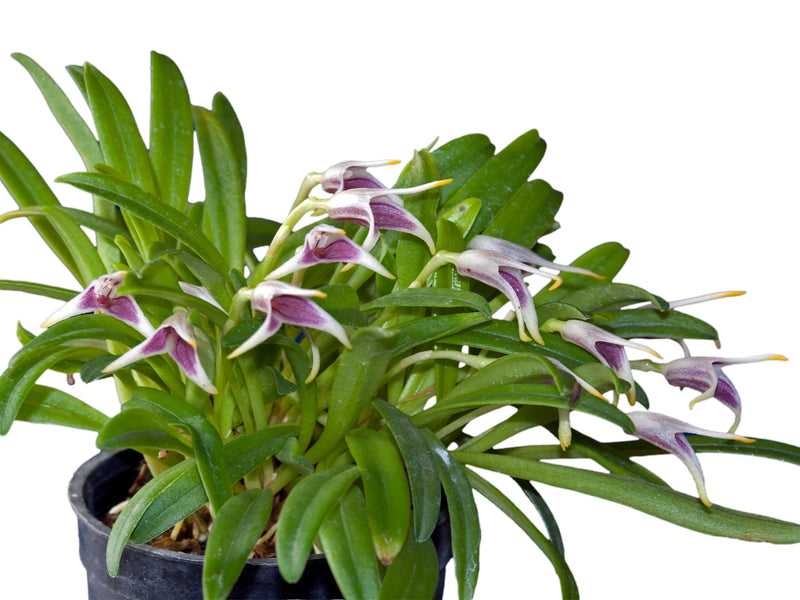 Masdevallia wendlandiana