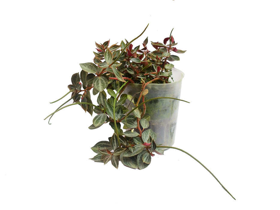 Peperomia bicolor