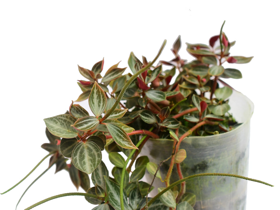 Peperomia bicolor