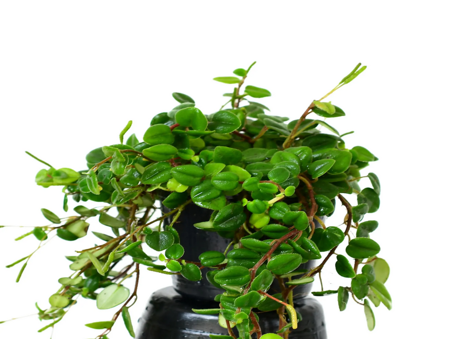 Peperomia sp 'Loreto'