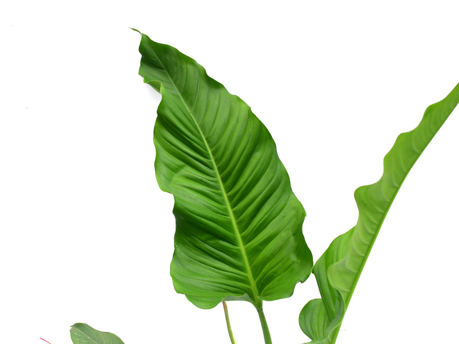 Philodendron deflexum x Philodendron acutifolium