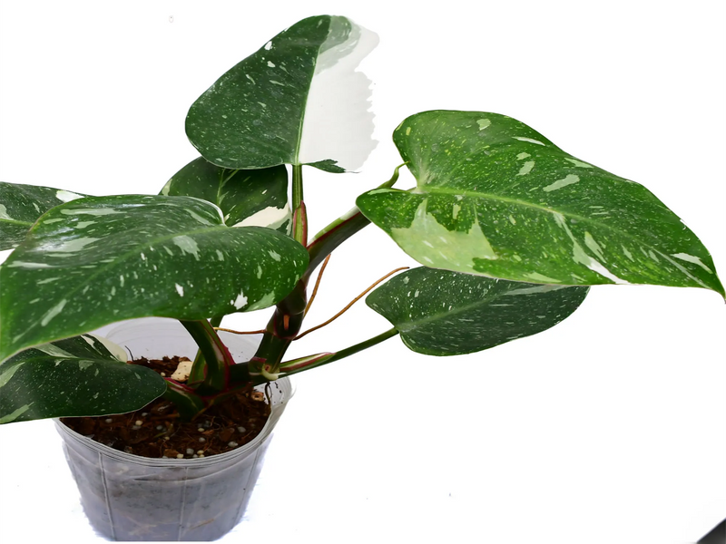 philodendron white night Philodendron White Knight — Ecuagenera Orquídeas del Ecuador