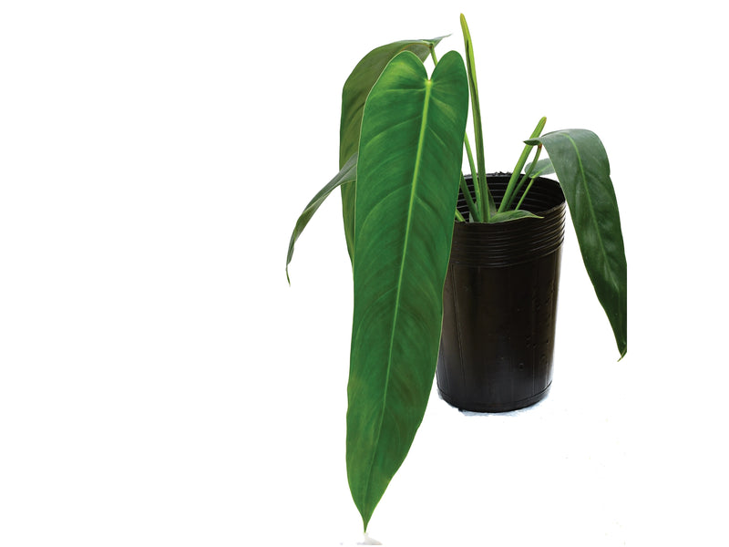 Philodendron Amazon Spirit — Ecuagenera Orquídeas del Ecuador