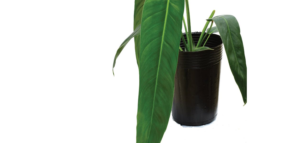 philodendron amazon spirit Philodendron Amazon Spirit