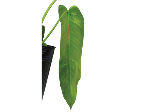 philodendron esmeralda spirit Philodendron Amazon Spirit — Ecuagenera Orquídeas del Ecuador