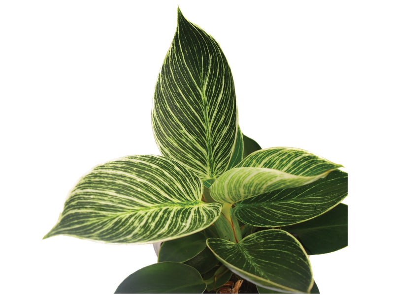 philodendron birkin congo Philodendron Birkin — Ecuagenera Orquídeas del Ecuador