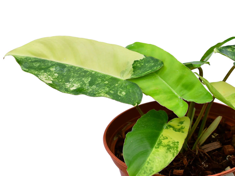 philodendron malaysia Philodendron Burle Marx variegado