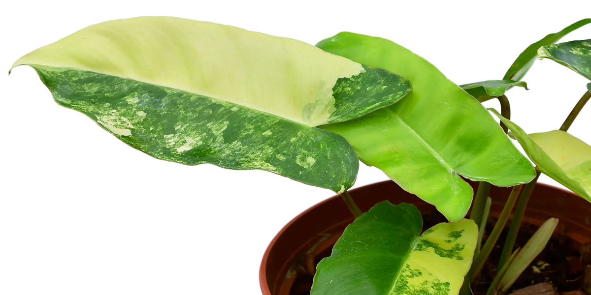 philodendron burle marx wikipedia Philodendron Burle Marx variegado — Ecuagenera Orquídeas del Ecuador