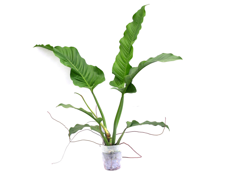 Philodendron deflexum x Philodendron acutifolium