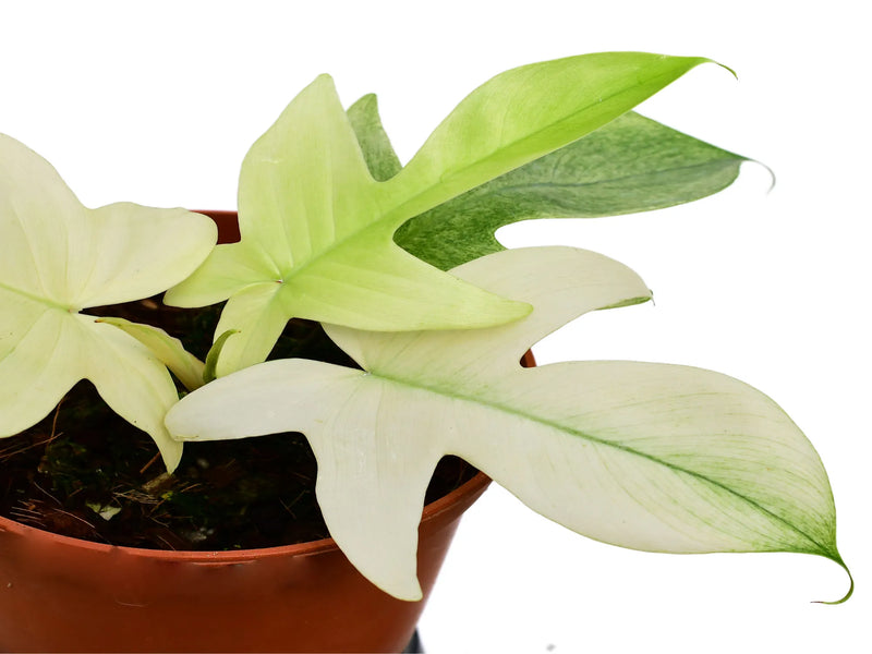 evergrace philodendron Philodendron Florida Ghost — Ecuagenera Orquídeas del Ecuador