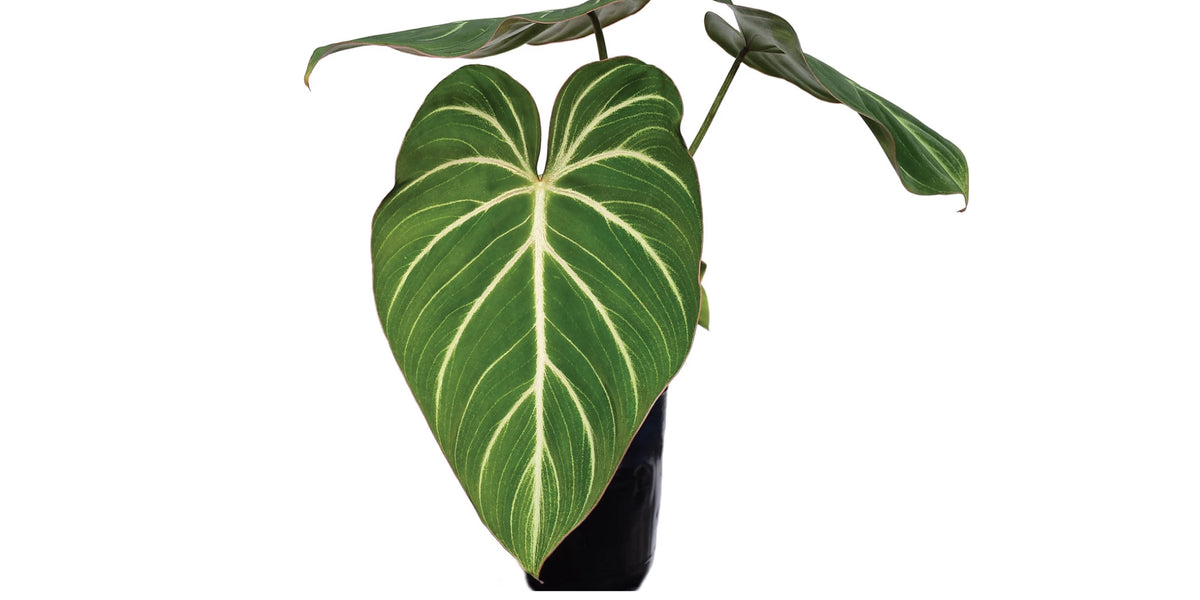 Philodendron gloriosum zebra — Ecuagenera Orquídeas del Ecuador