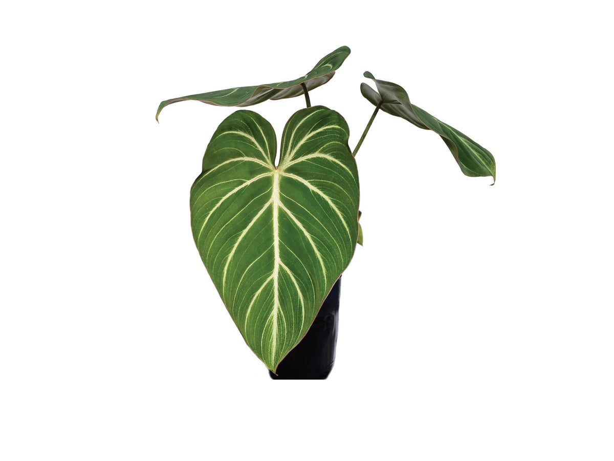 その他観葉植物 Philodendron Gloriosum Zebra Philodendron gloriosum zebra — Ecuagenera Orquídeas del Ecuador