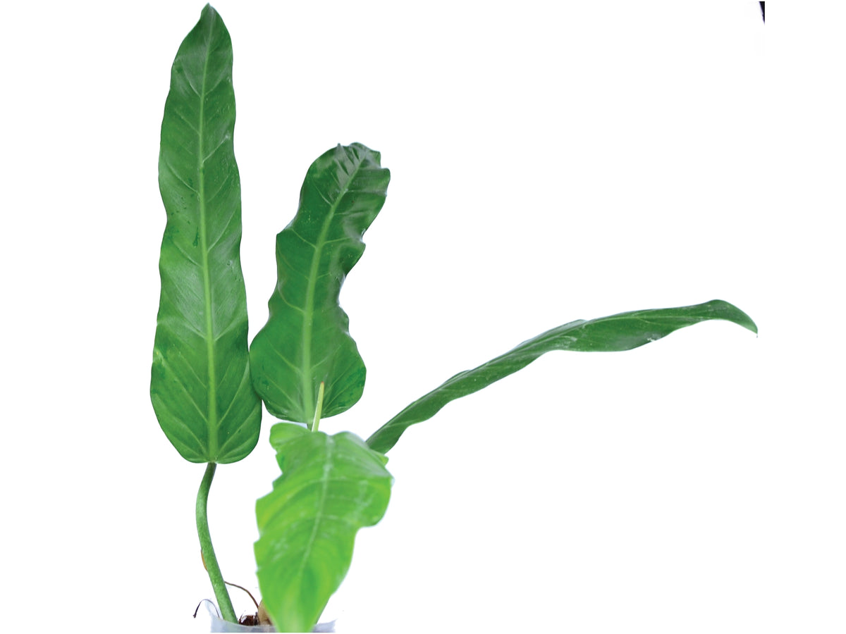 philodendron longilaminatum aff Philodendron longilaminatum aff