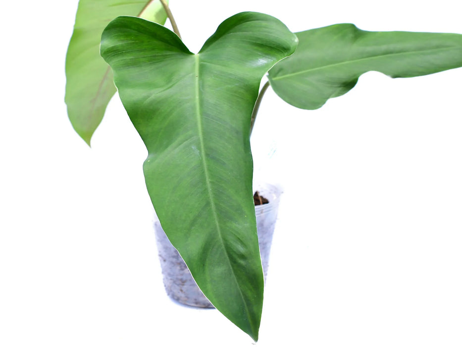 Philodendron paloraense cf x Philodendron Jose Buono