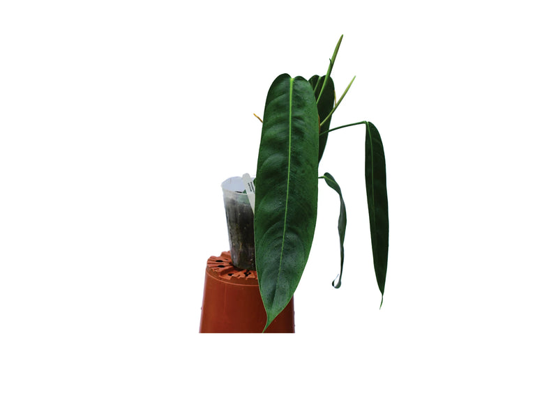 philodendron patriciae australia Philodendron patriciae (medium)
