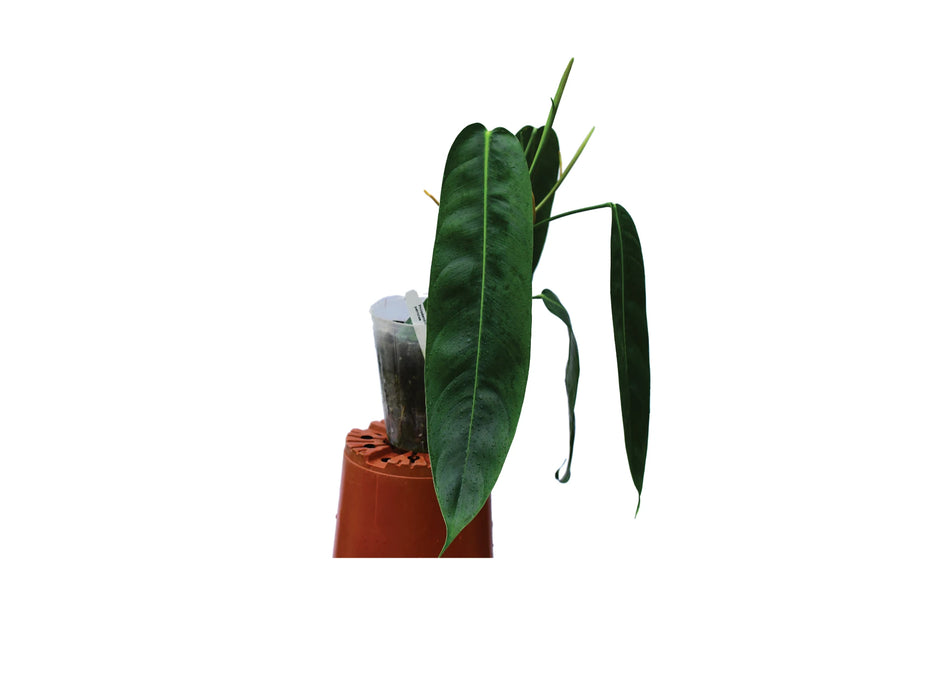 Philodendron patriciae (medium)