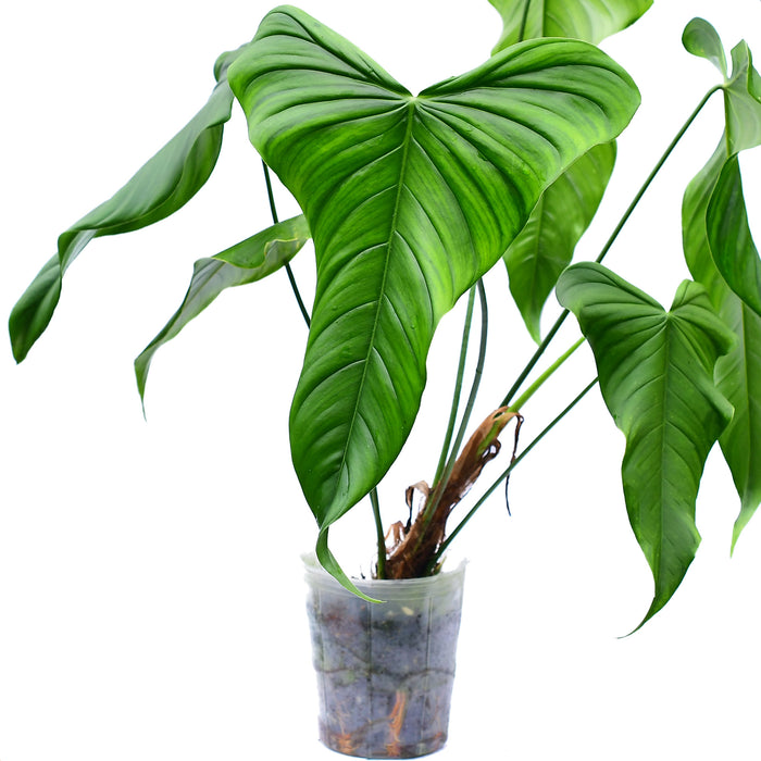 Philodendron sp 'Colon' 2